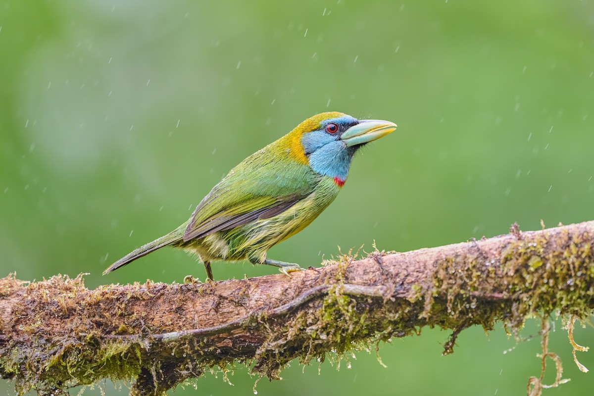 Versicolored Barbet (Blue-moustached) - ML640341375