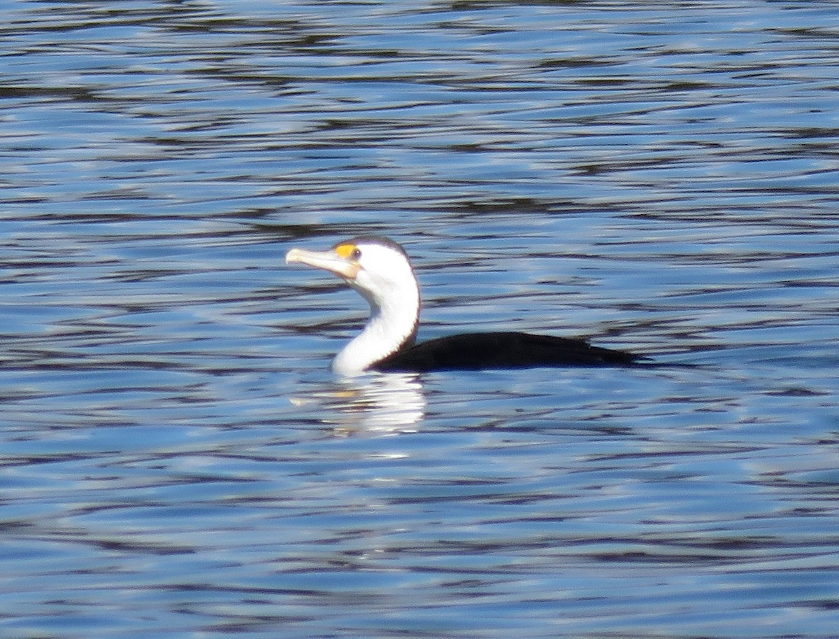 Pied Cormorant - ML640341388