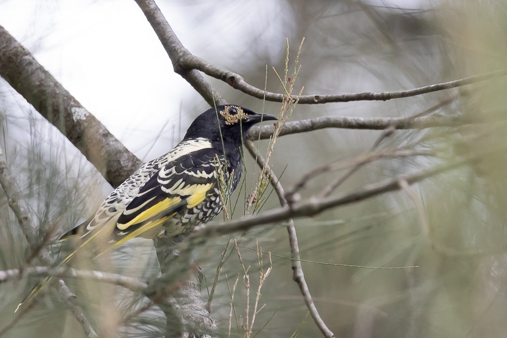 Regent Honeyeater - ML640341499