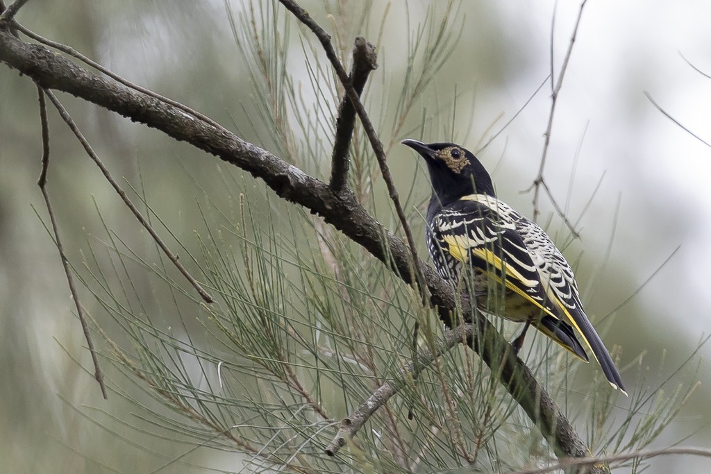 Regent Honeyeater - ML640341500