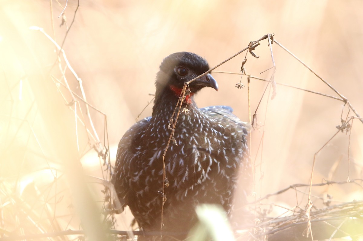 Dusky-legged Guan - ML640341581