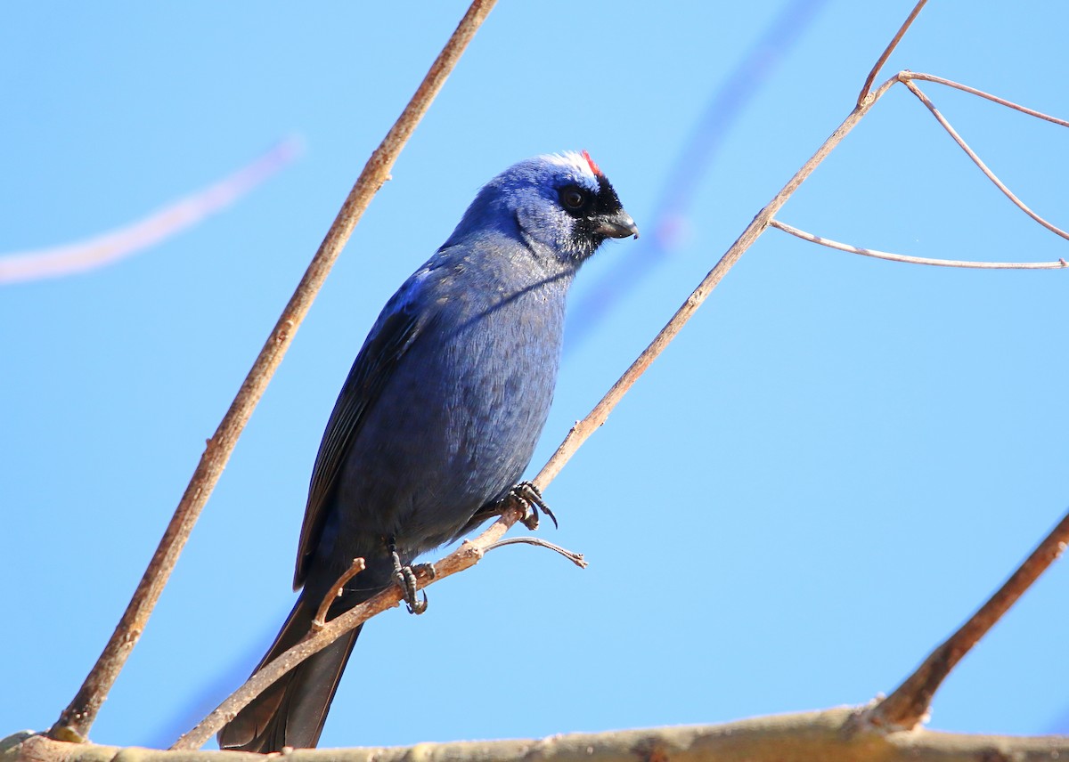 Diademed Tanager - ML640341591