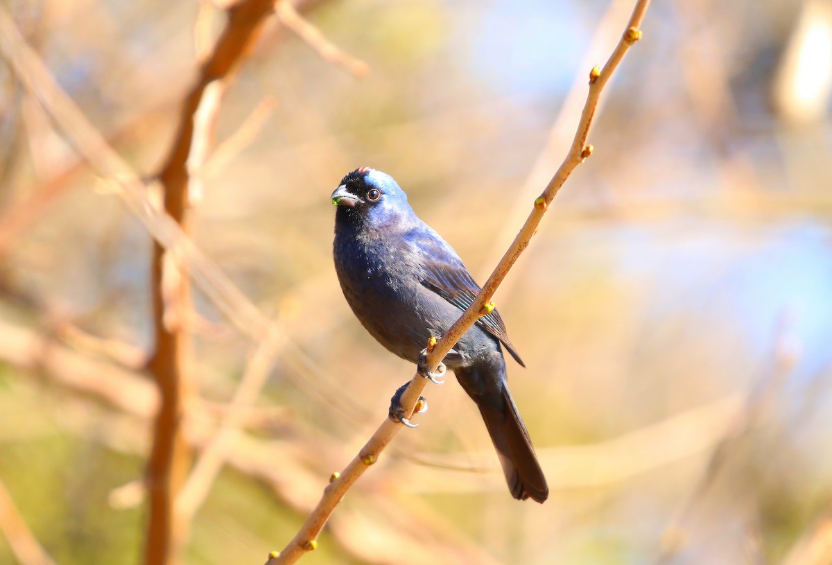 Diademed Tanager - ML640341593