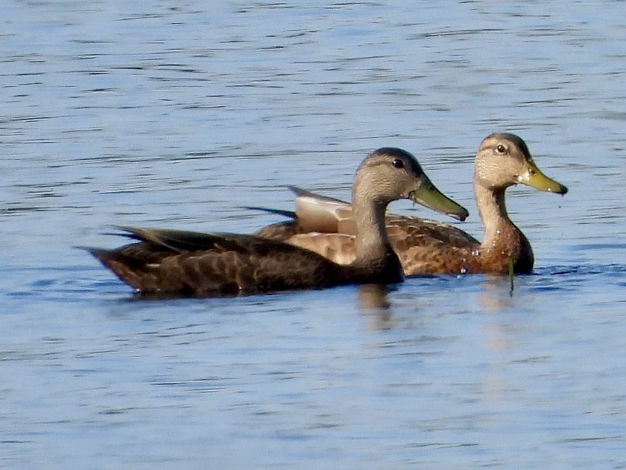 American Black Duck - ML640341594