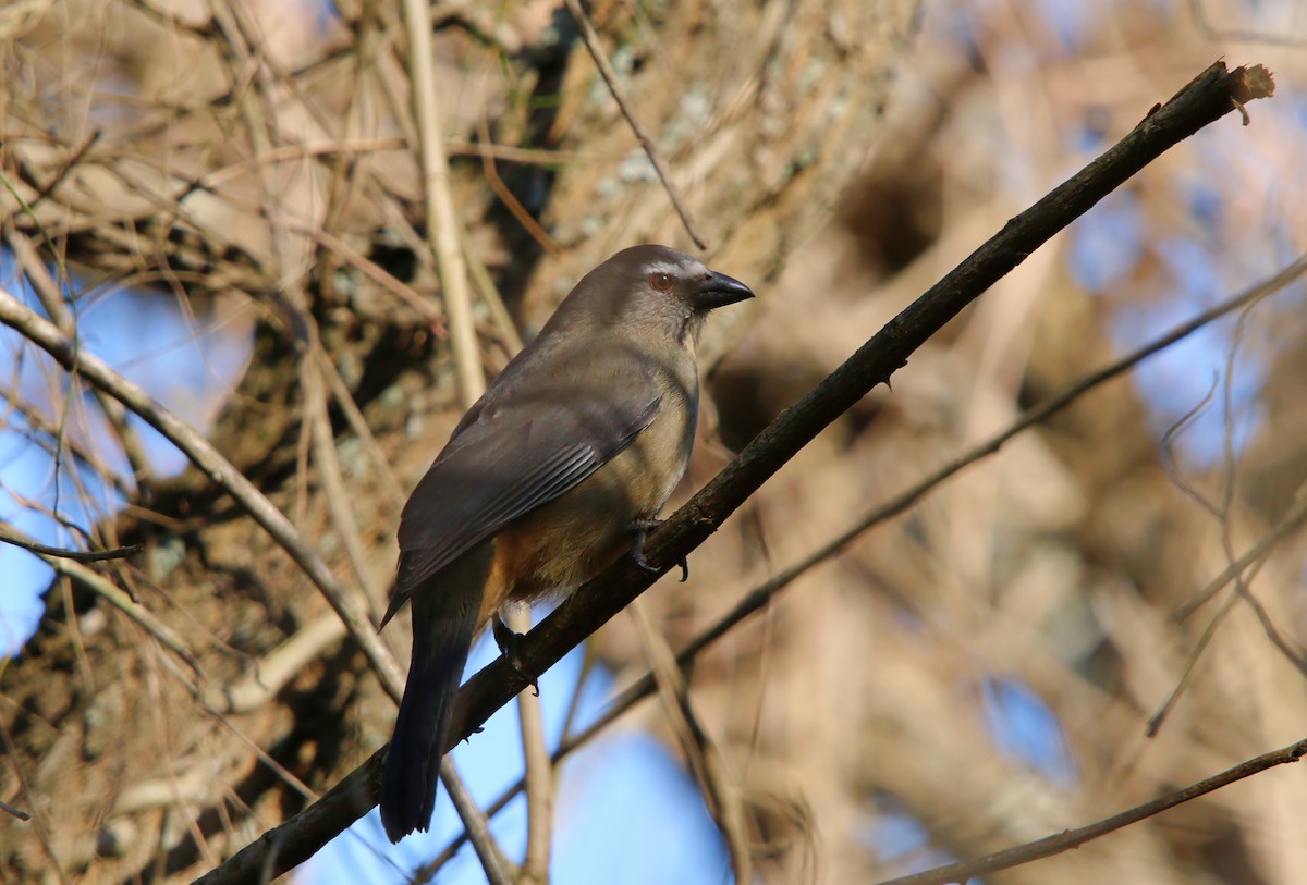 Bluish-gray Saltator - ML640341603