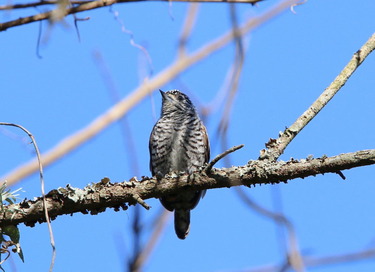 White-barred Piculet - ML640341609