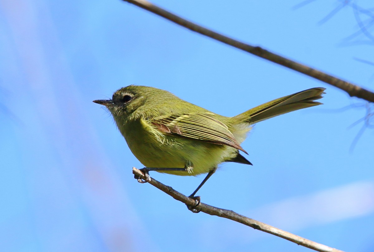 Mottle-cheeked Tyrannulet - ML640341624