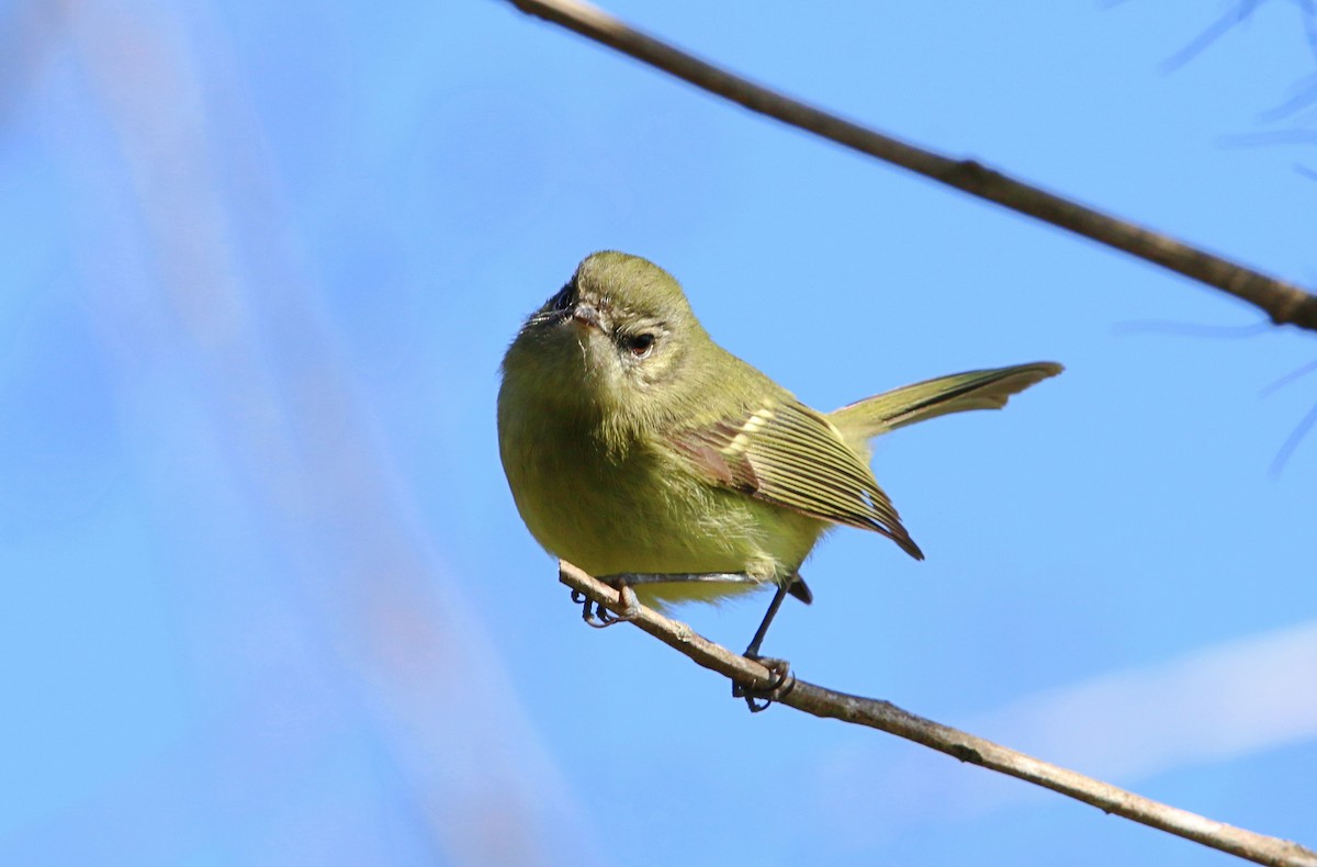 Mottle-cheeked Tyrannulet - ML640341625