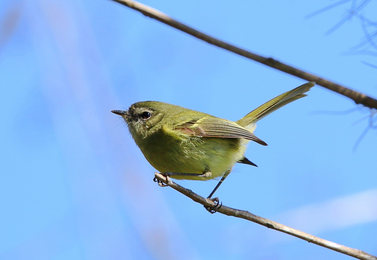 Mottle-cheeked Tyrannulet - ML640341626