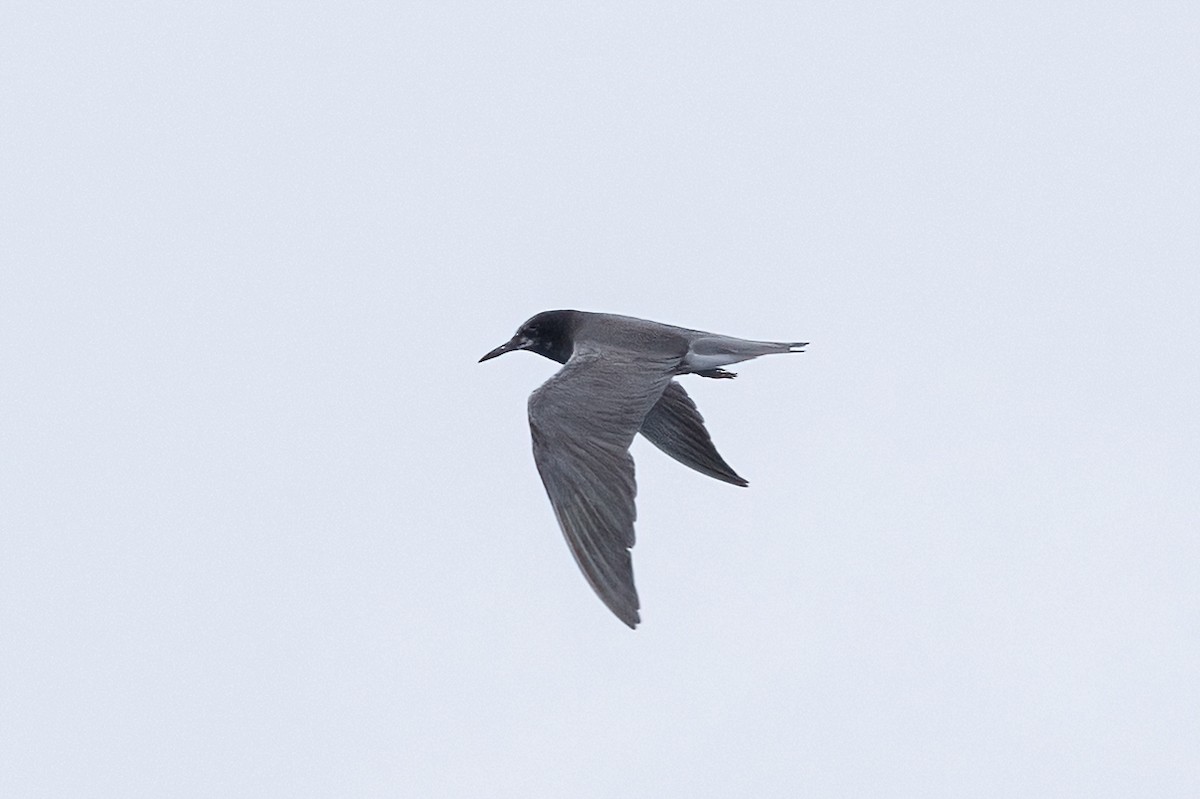 Black Tern - Kalpesh Krishna