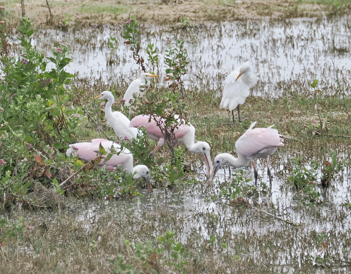 Roseate Spoonbill - ML640341653