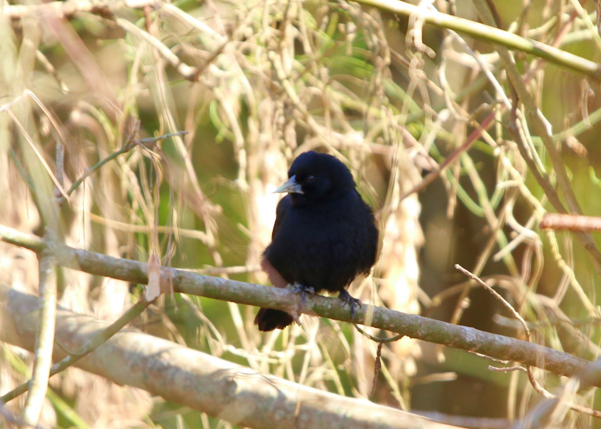 Solitary Black Cacique - ML640341654
