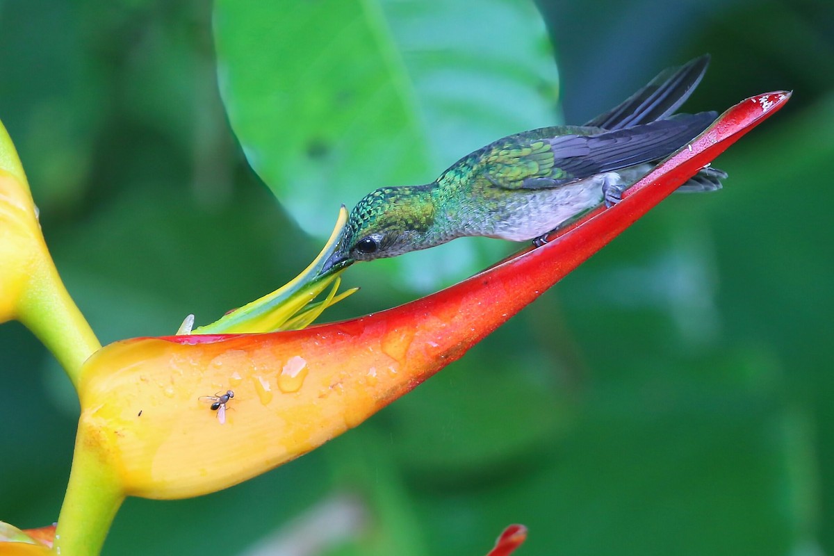 Scaly-breasted Hummingbird - ML640341678