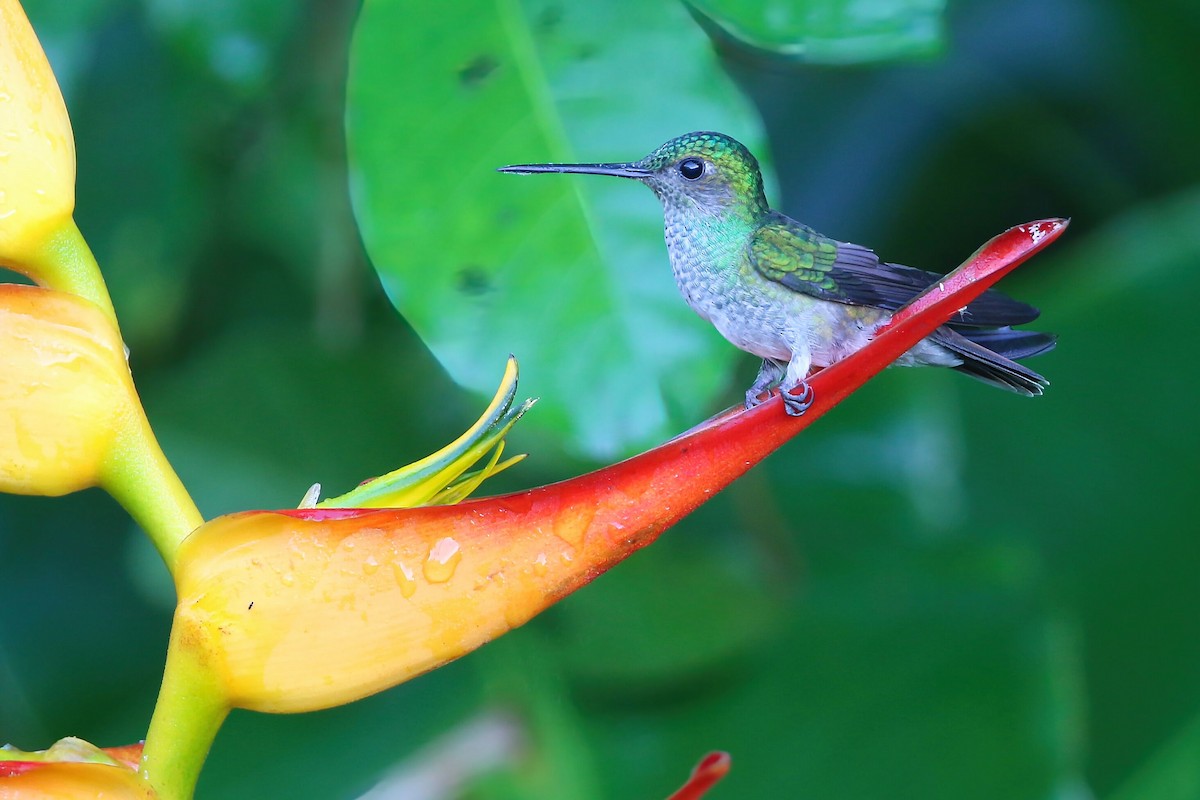 Scaly-breasted Hummingbird - ML640341679