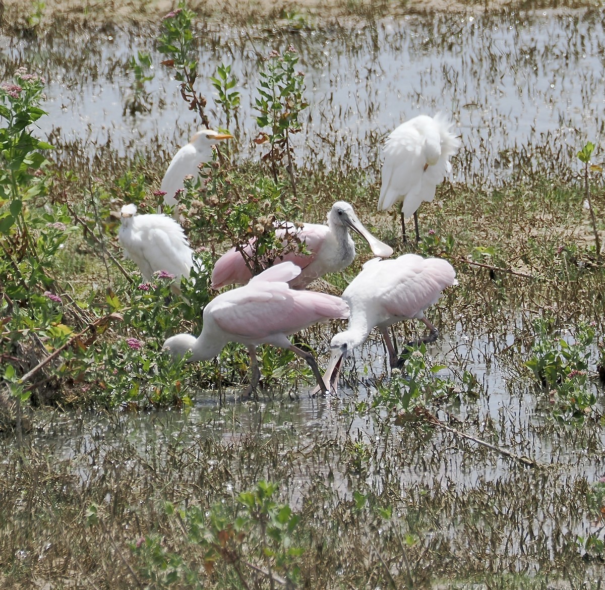 Roseate Spoonbill - ML640341680