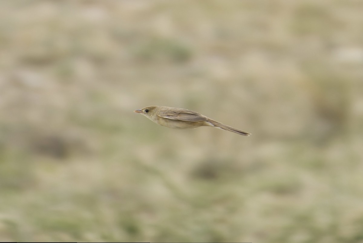 Thick-billed Warbler - ML640341683