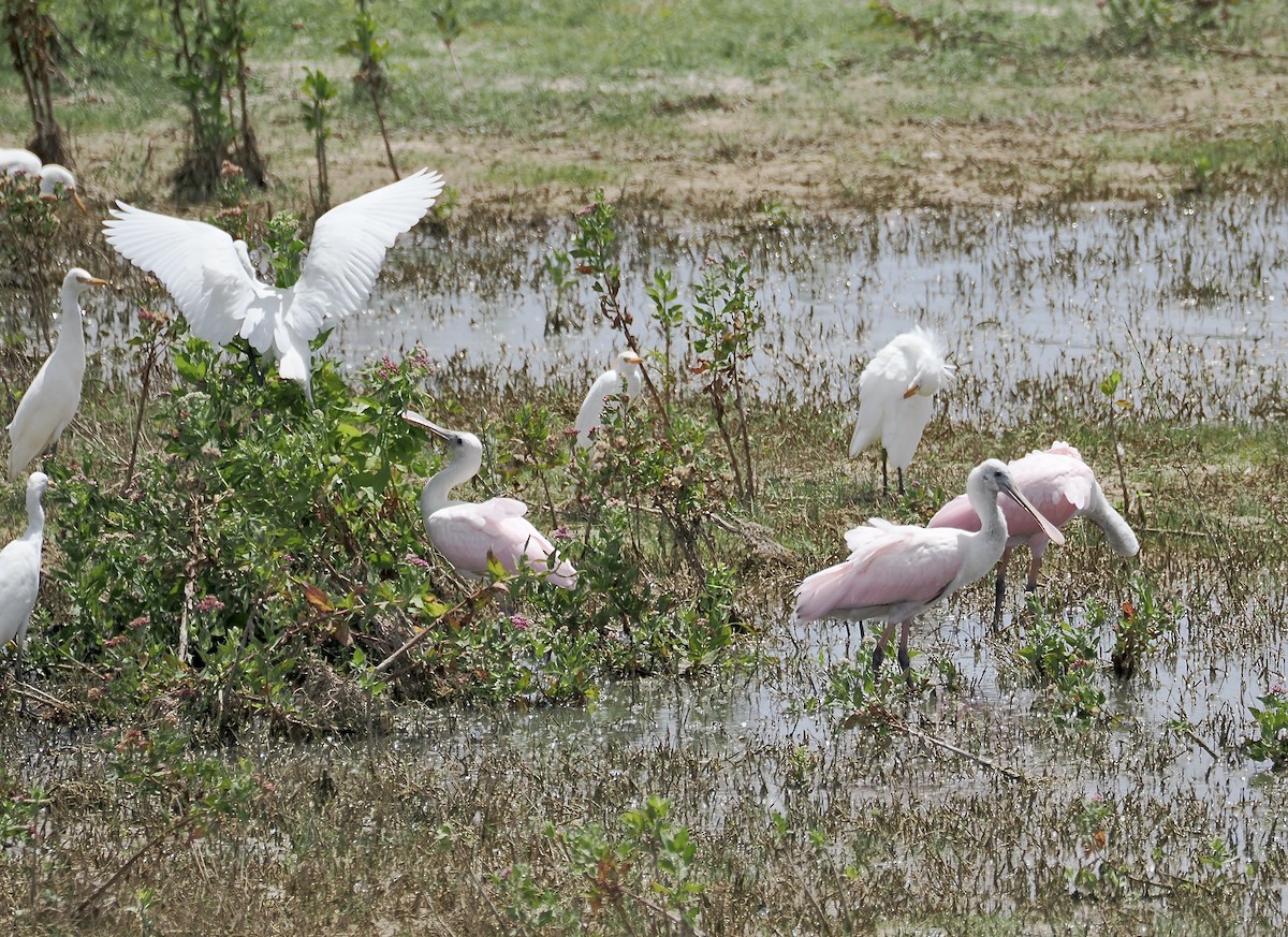 Roseate Spoonbill - ML640341684