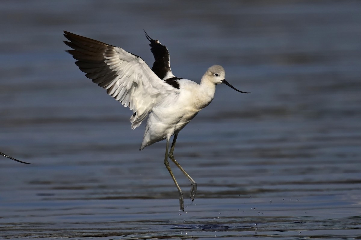Avocette d'Amérique - ML640341783