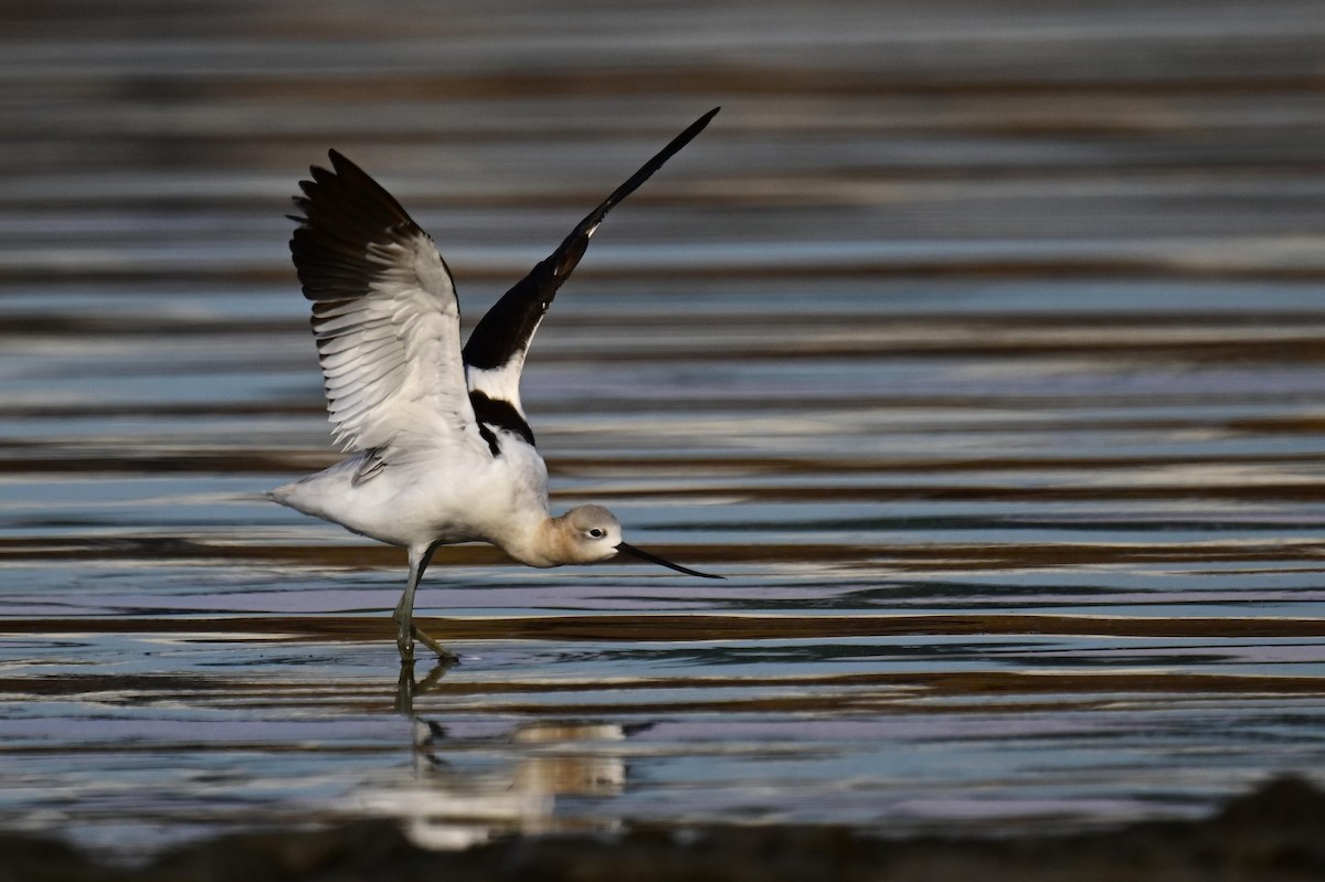 Avocette d'Amérique - ML640341784