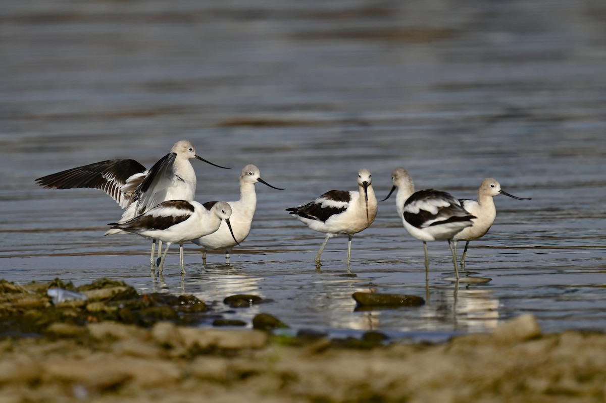 Avocette d'Amérique - ML640341785
