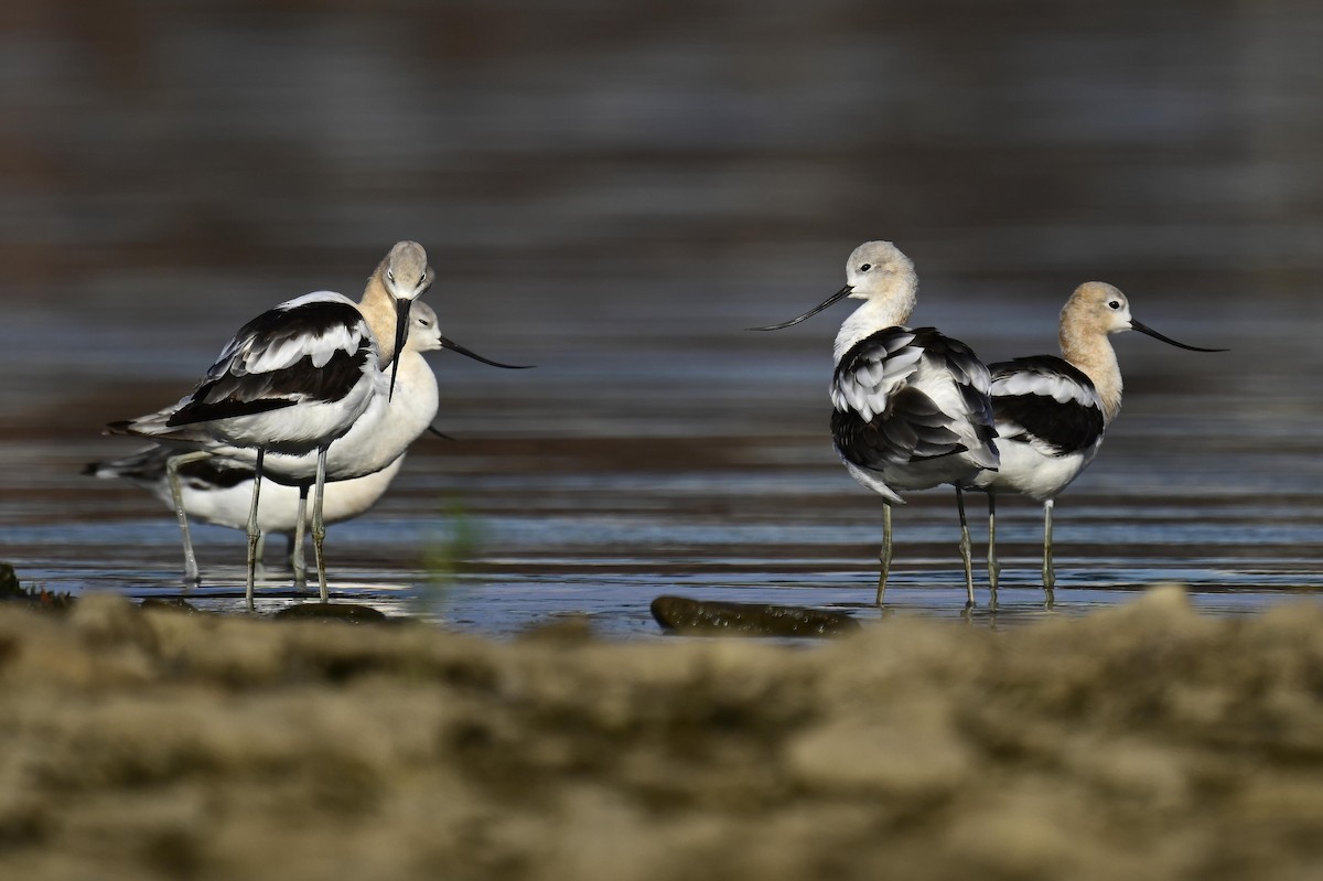Avocette d'Amérique - ML640341786