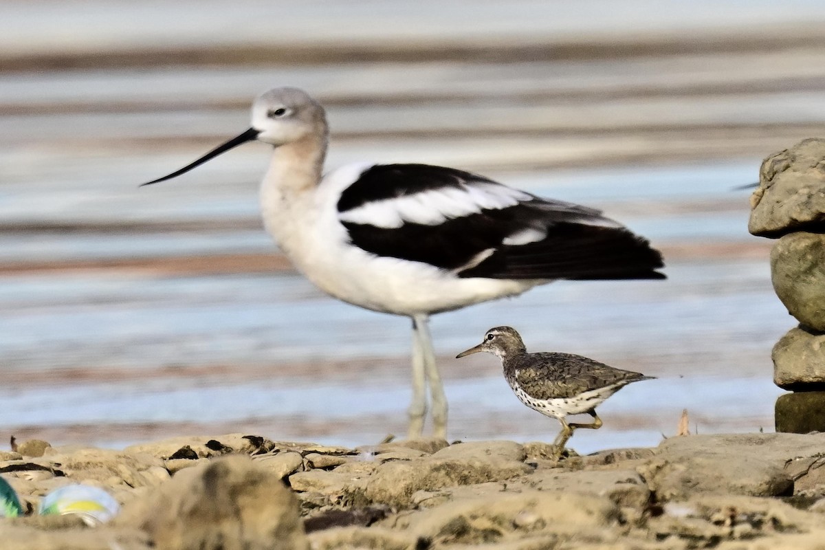 Chevalier grivelé - ML640341789