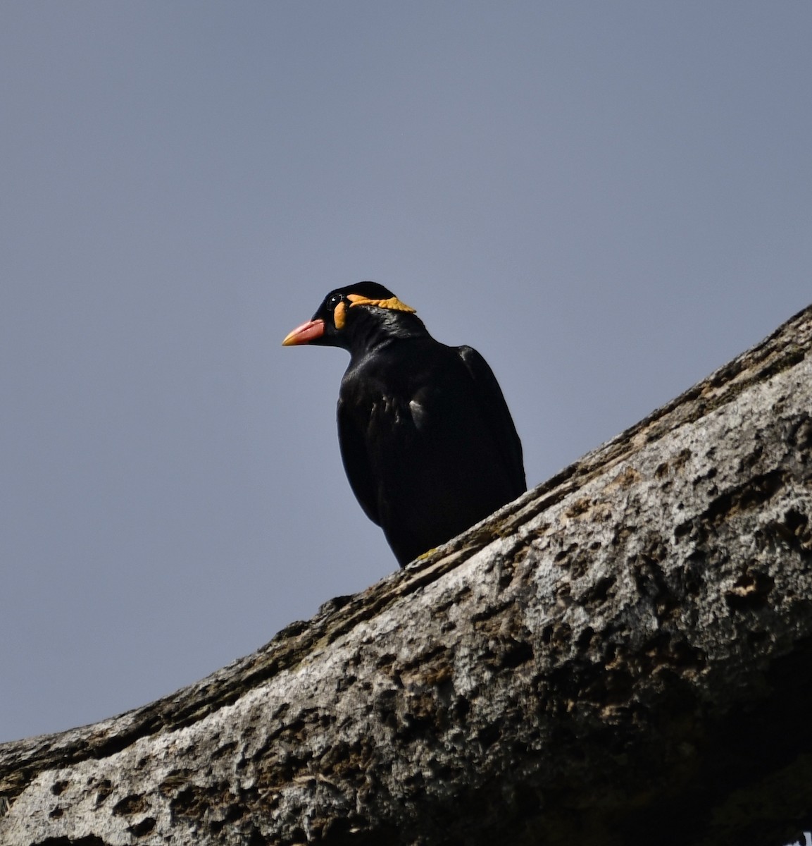 Common Hill Myna (Common) - ML640341800