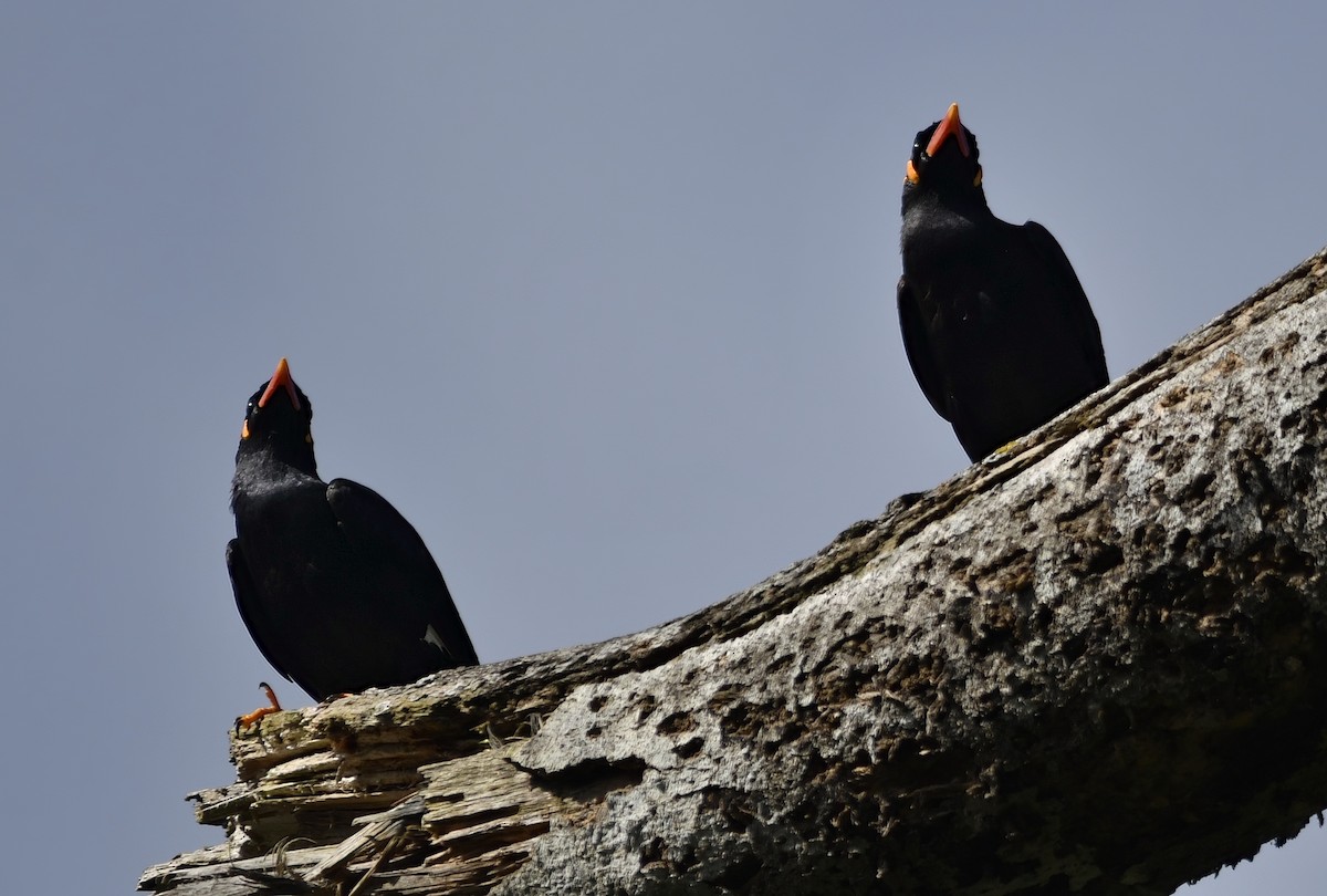 Common Hill Myna (Common) - ML640341851