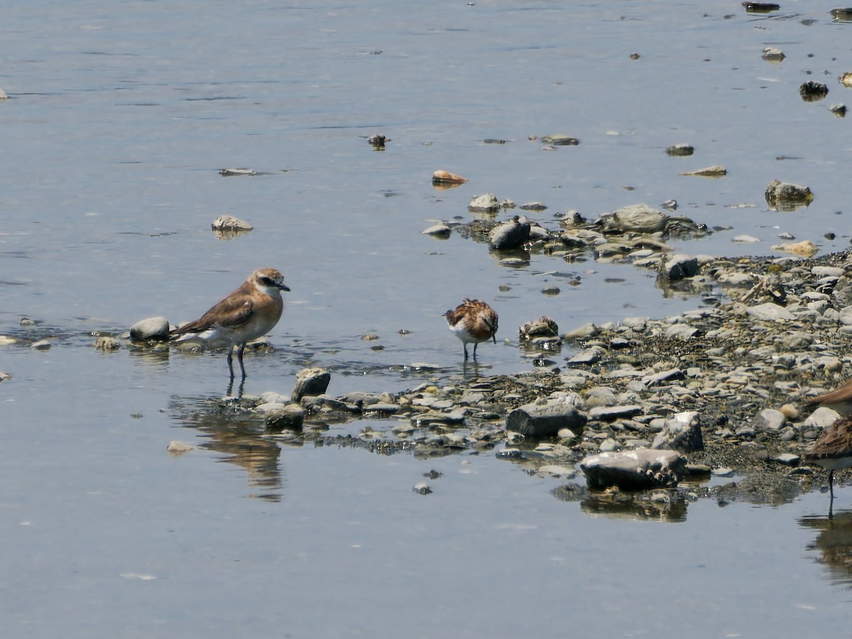 Red-necked Stint - ML640341856