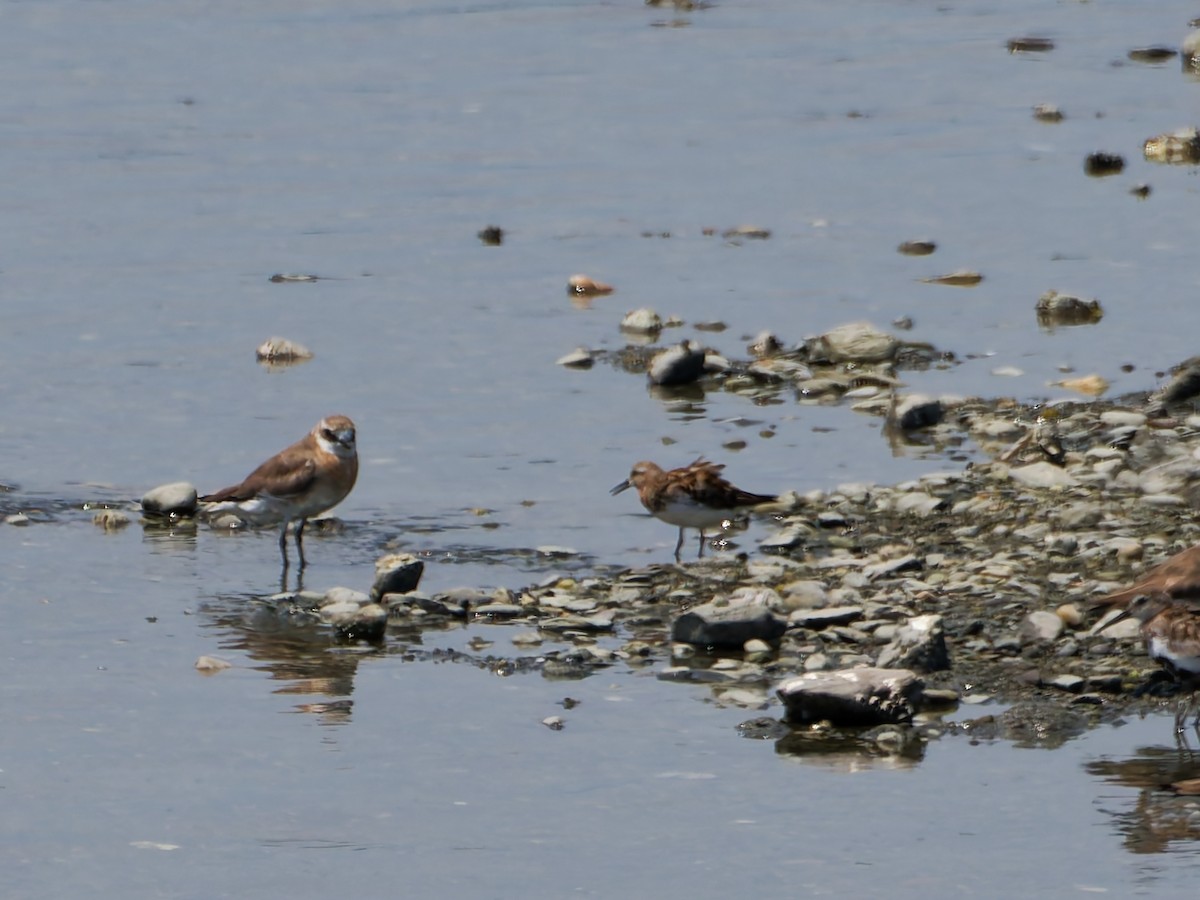 Red-necked Stint - ML640341858