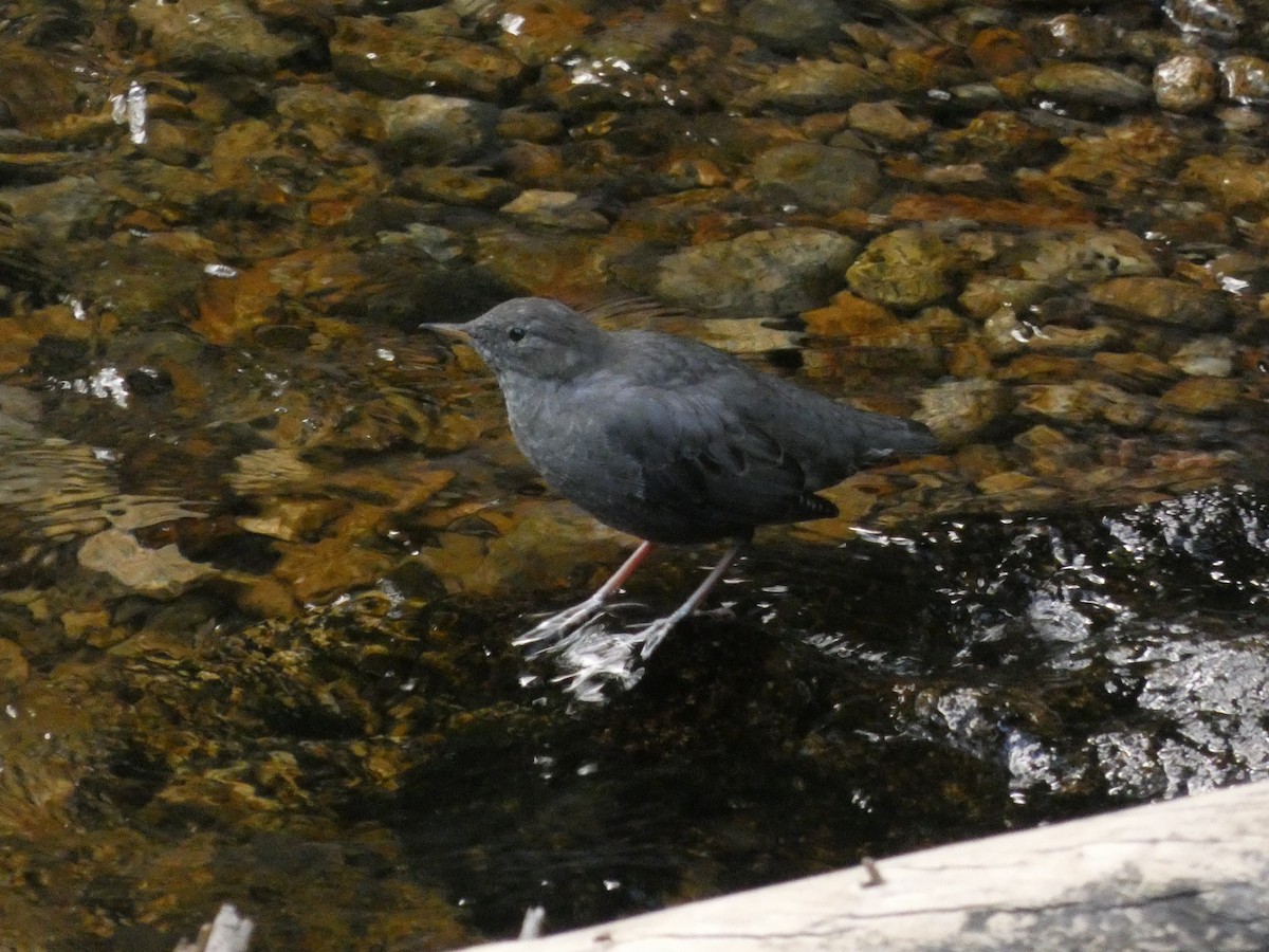 American Dipper - ML640341863