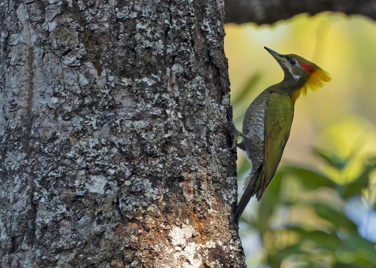Lesser Yellownape - ML640341864