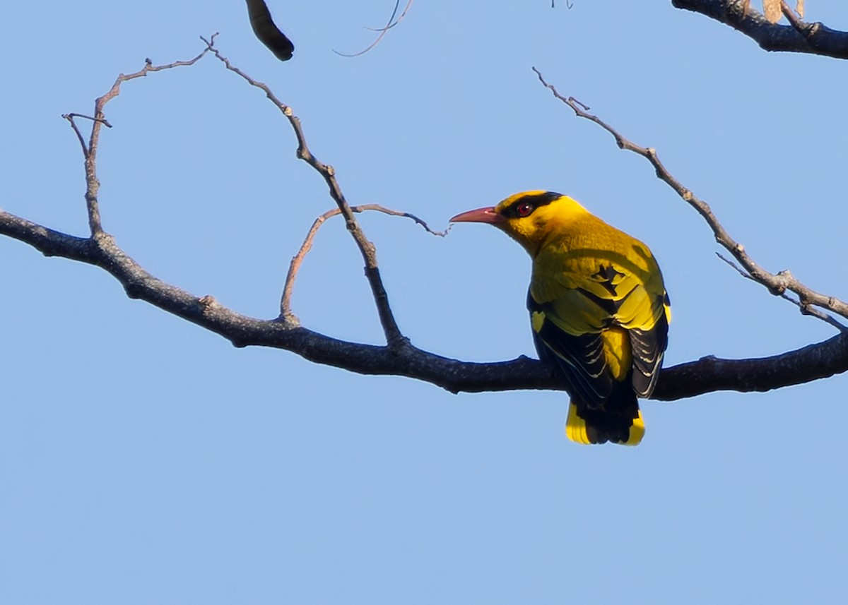 Slender-billed Oriole - ML640341871