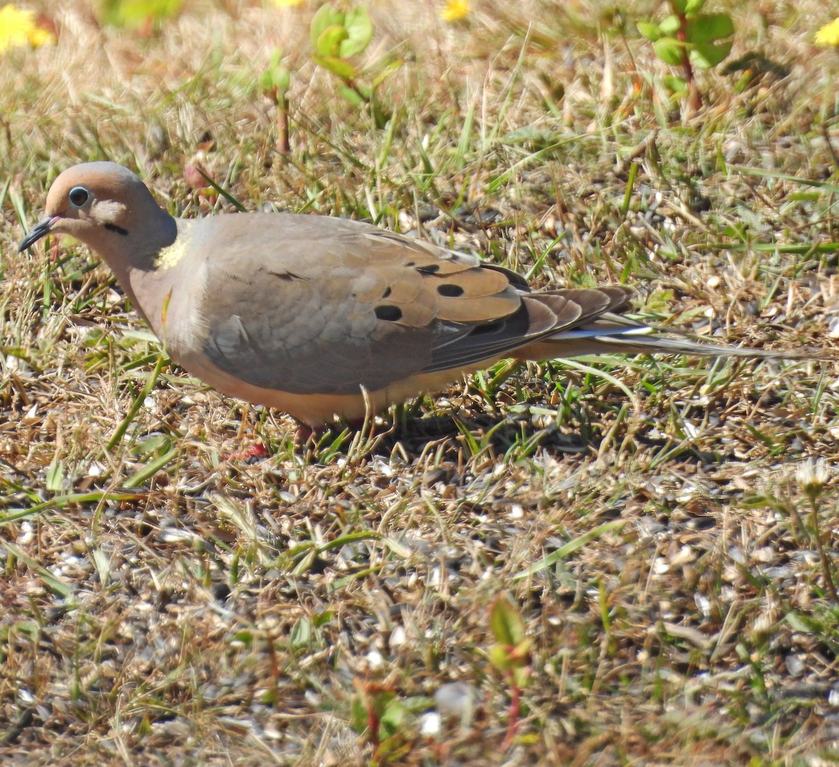 Mourning Dove - ML640341875