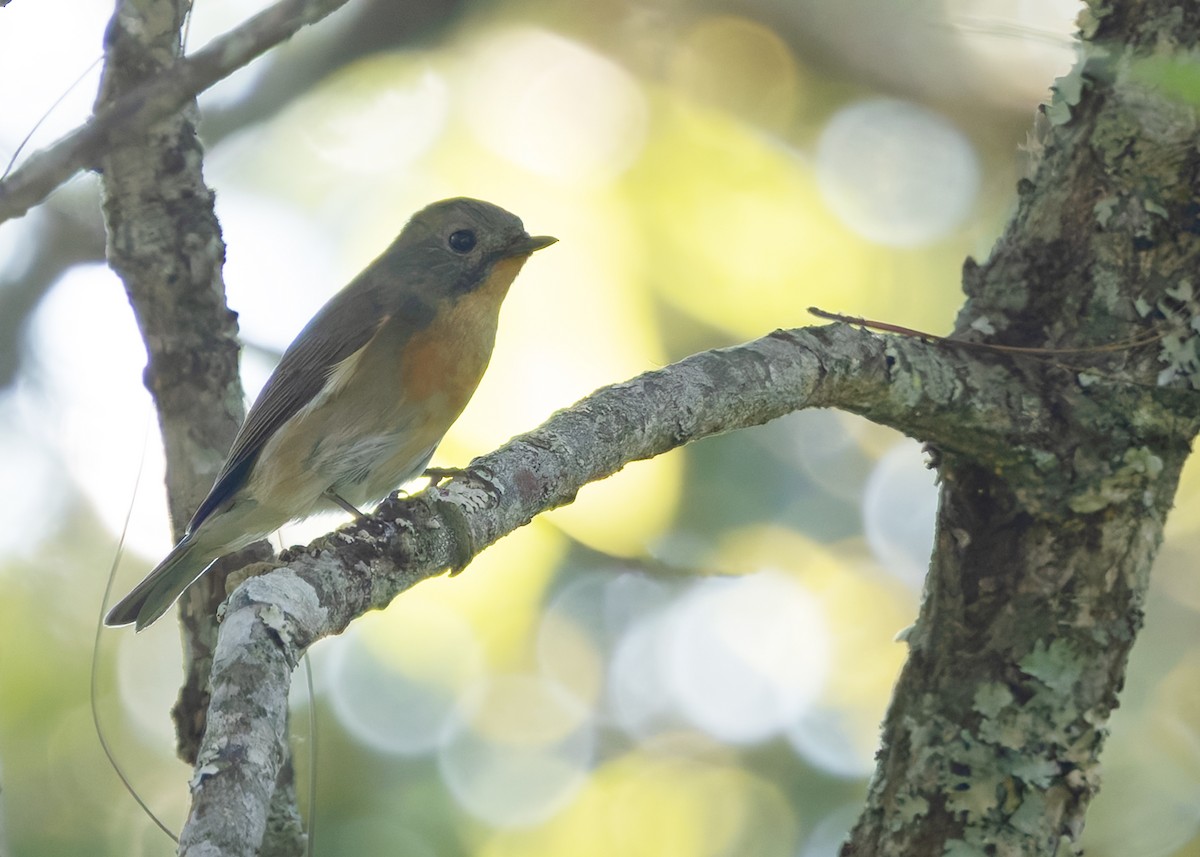 Slaty-backed Flycatcher - ML640341894