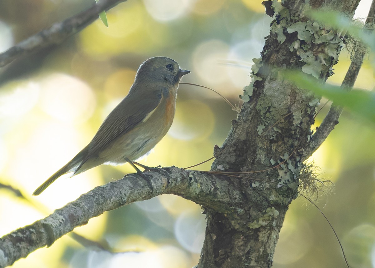 Slaty-backed Flycatcher - ML640341895