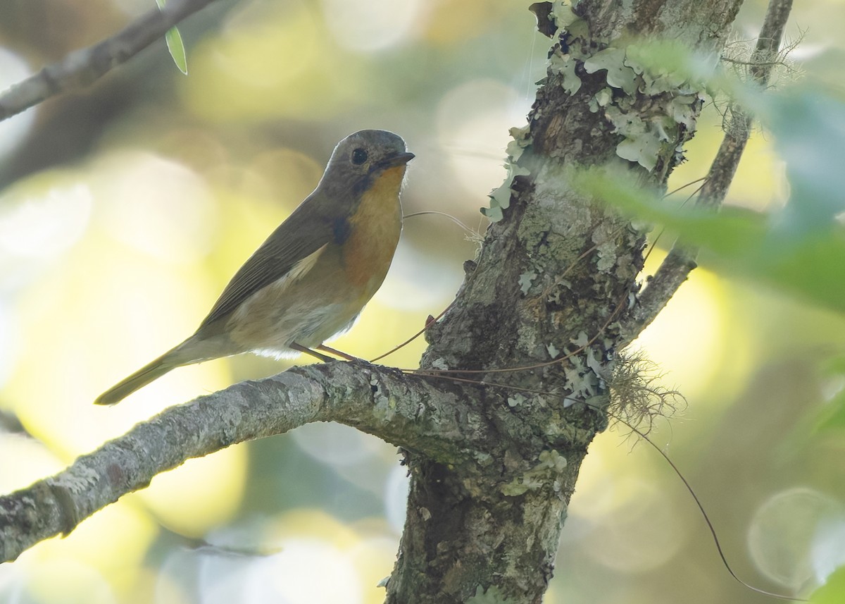 Slaty-backed Flycatcher - ML640341896