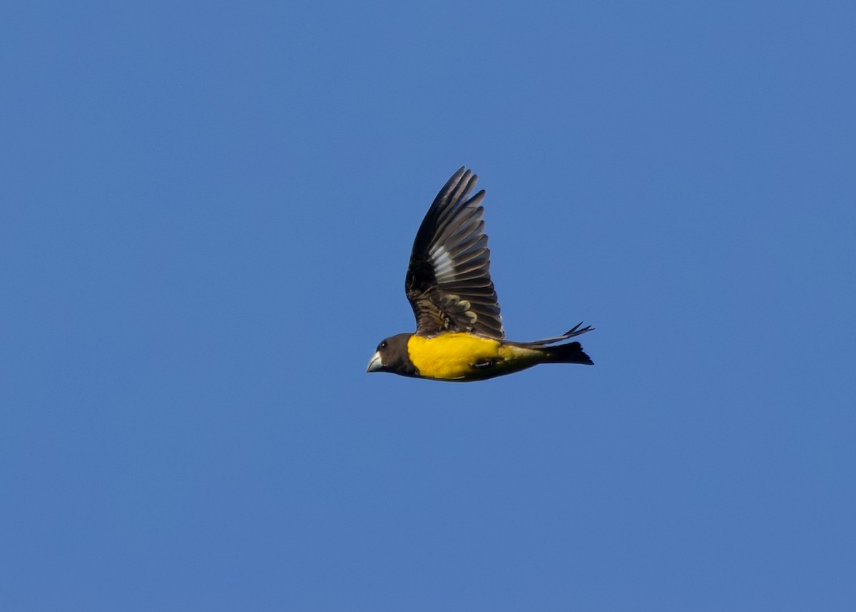 Spot-winged Grosbeak - ML640341897