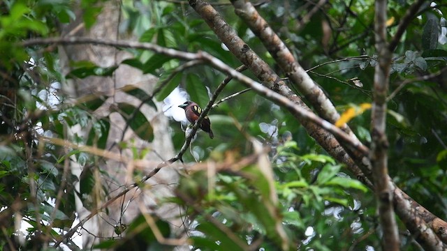 Banded Broadbill - ML640341899