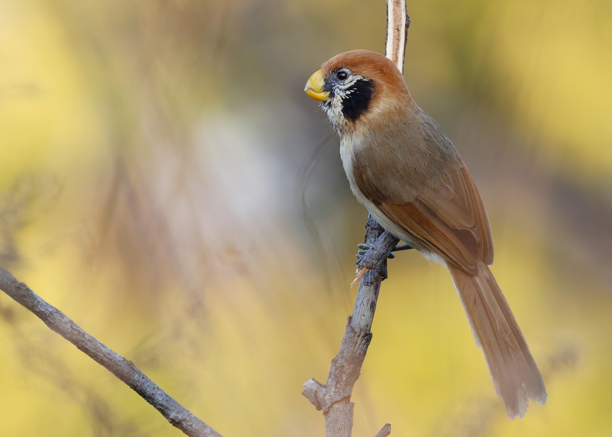 Spot-breasted Parrotbill - ML640341928