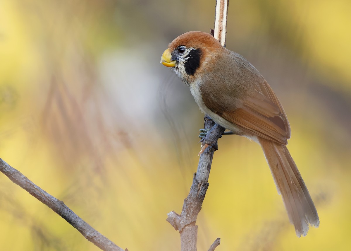Spot-breasted Parrotbill - ML640341930