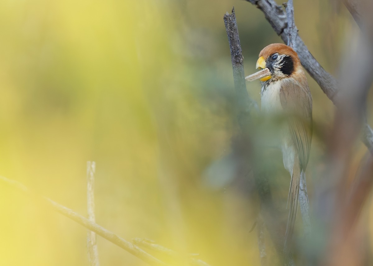 Spot-breasted Parrotbill - ML640341932