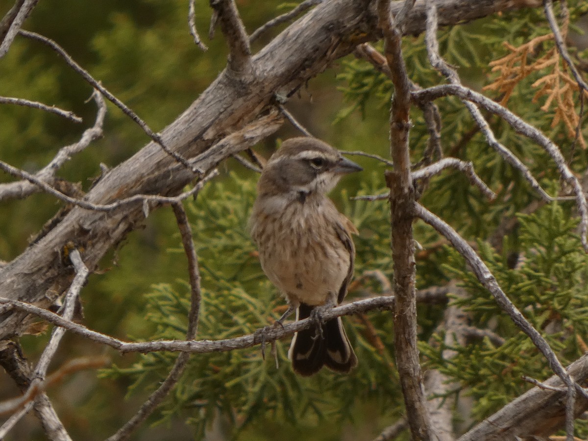 Black-throated Sparrow - ML640341950