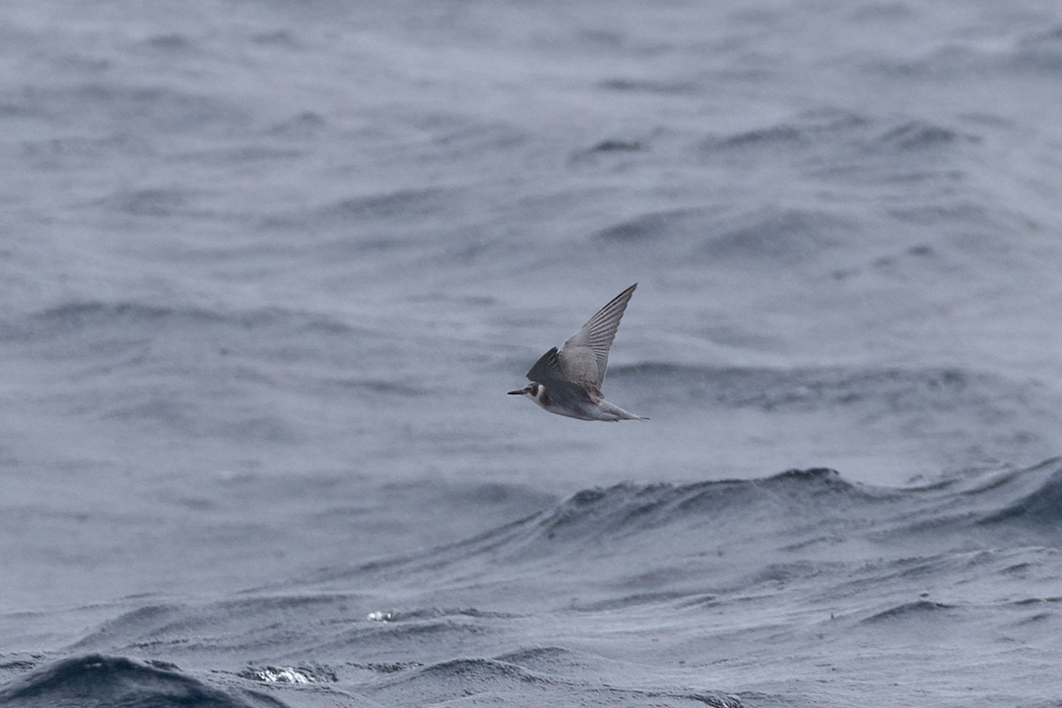 Black Tern - Kalpesh Krishna