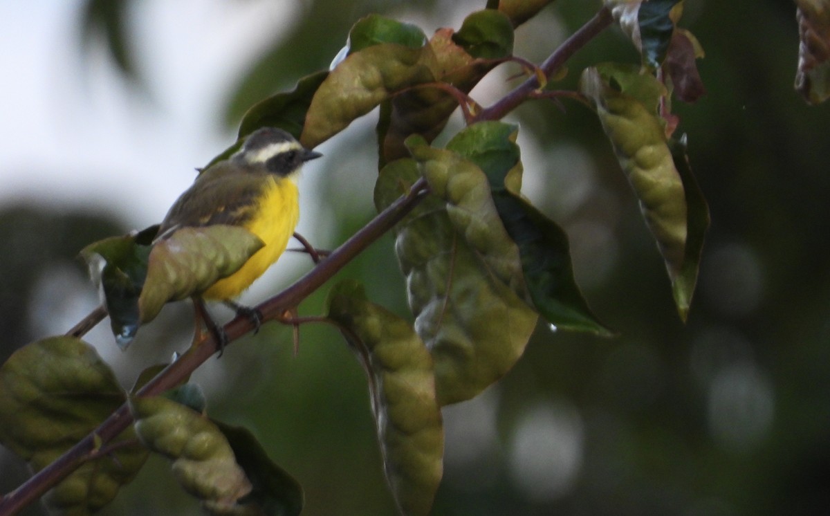 Social Flycatcher - ML640342054