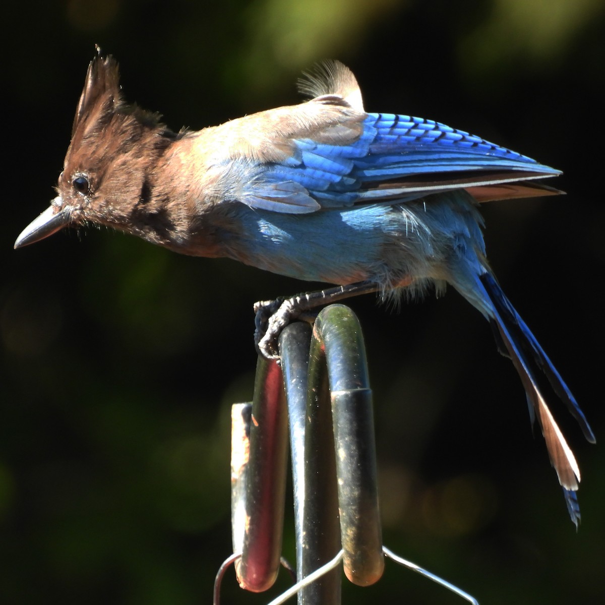 Steller's Jay (Coastal) - ML640342074
