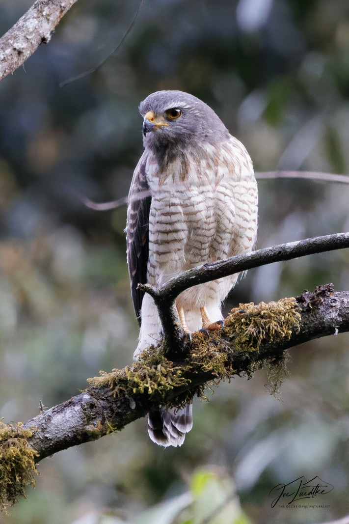 Roadside Hawk - ML640342077