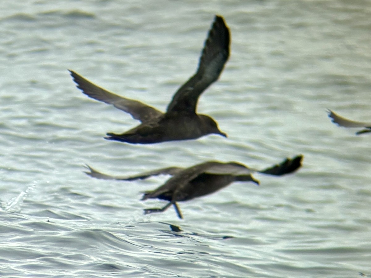 Sooty Shearwater - ML640342096