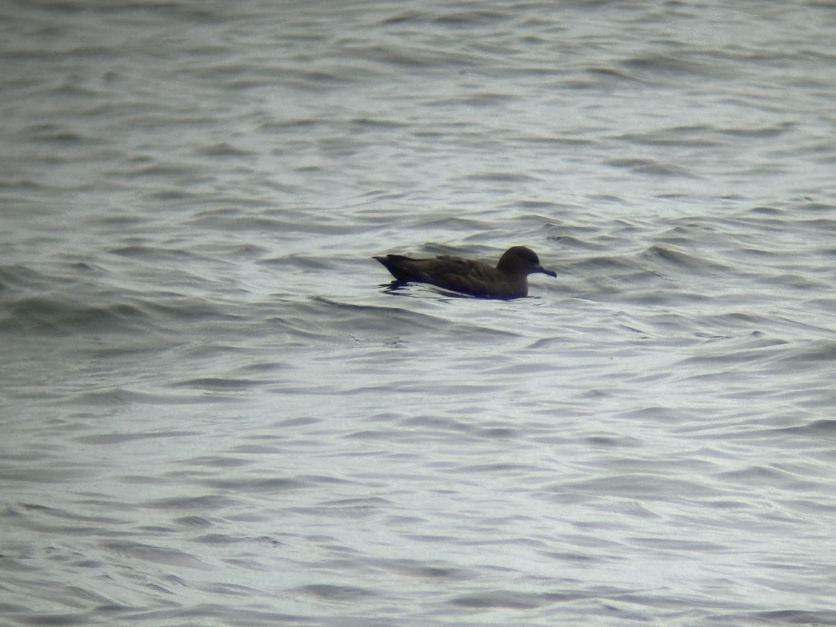 Sooty Shearwater - ML640342098
