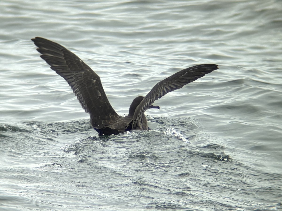 Sooty Shearwater - ML640342099